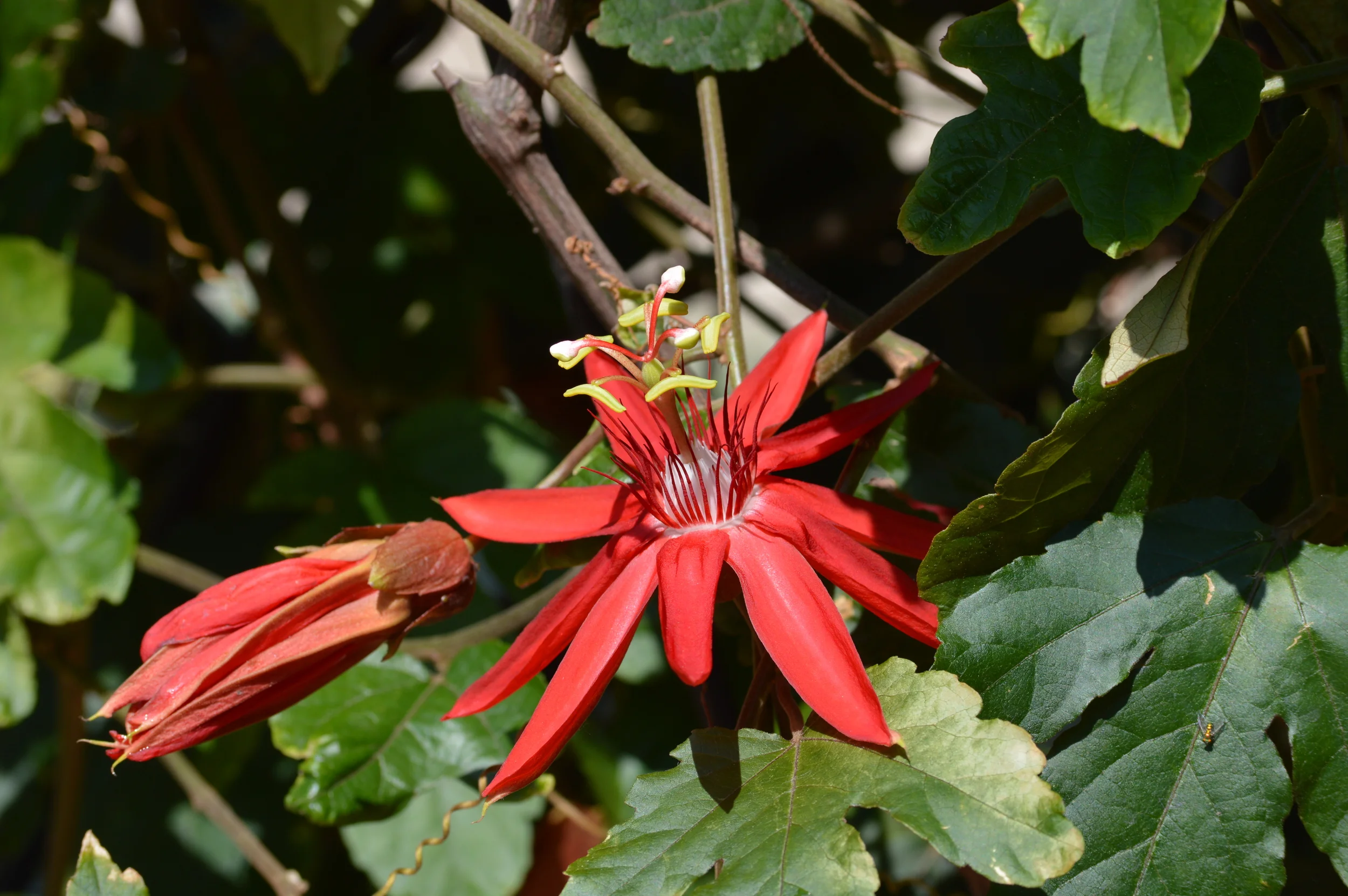 Passiflora manicata