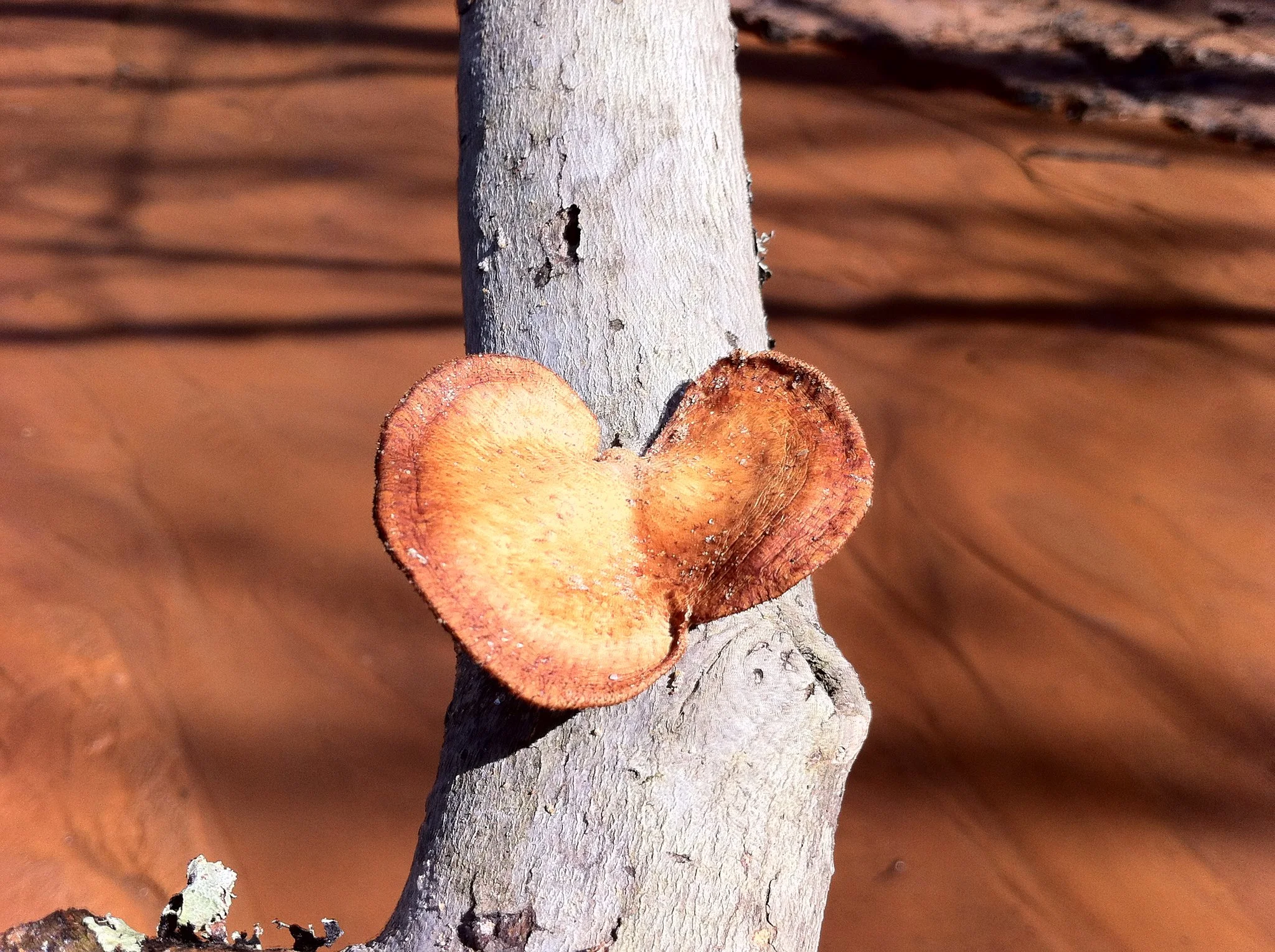 Hexagonal-Pored Polypore
