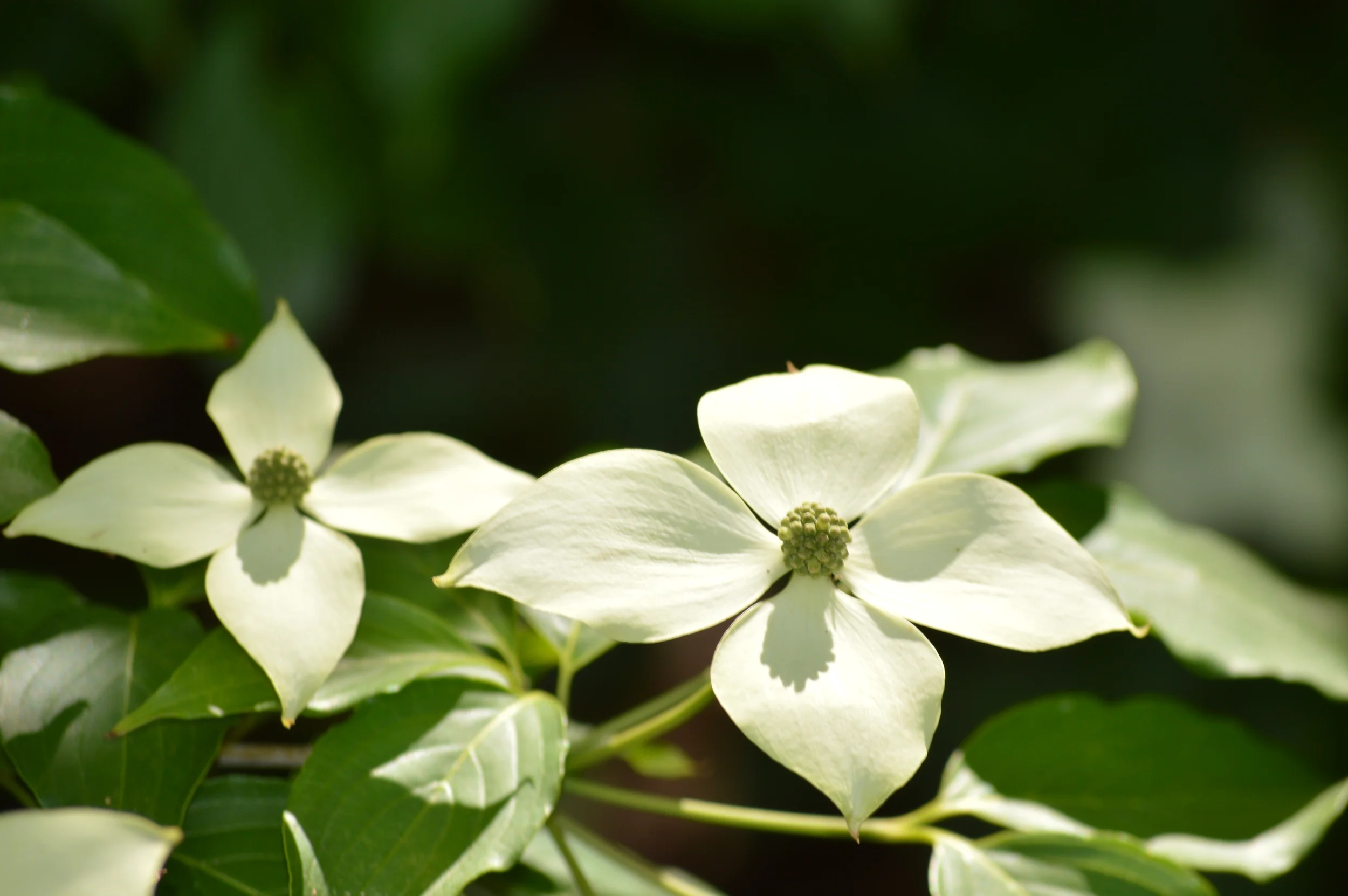 Dogwood