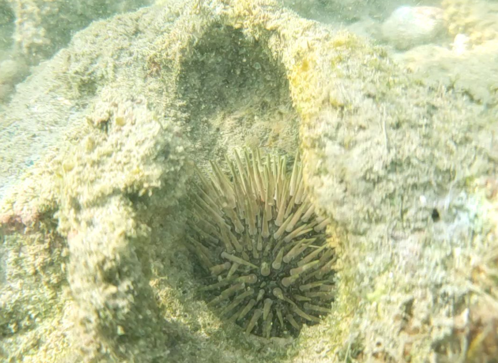 seaurchin.png