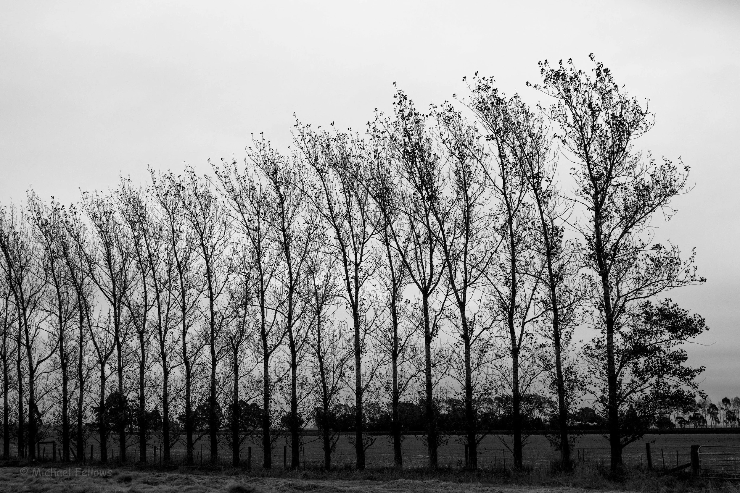 Poplars, dawn, outside Methven