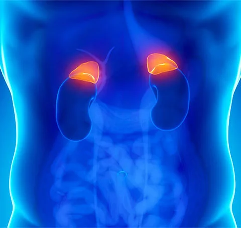 adrenal.jpg