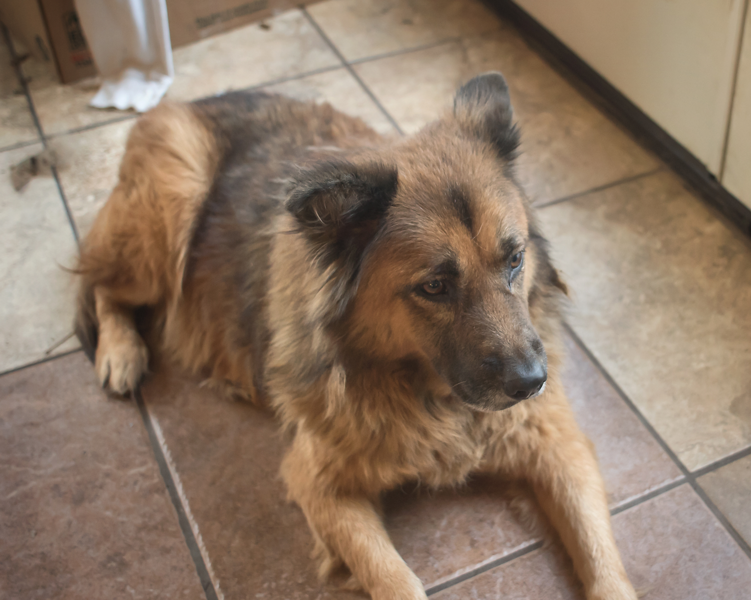 Nina, the gentle giant