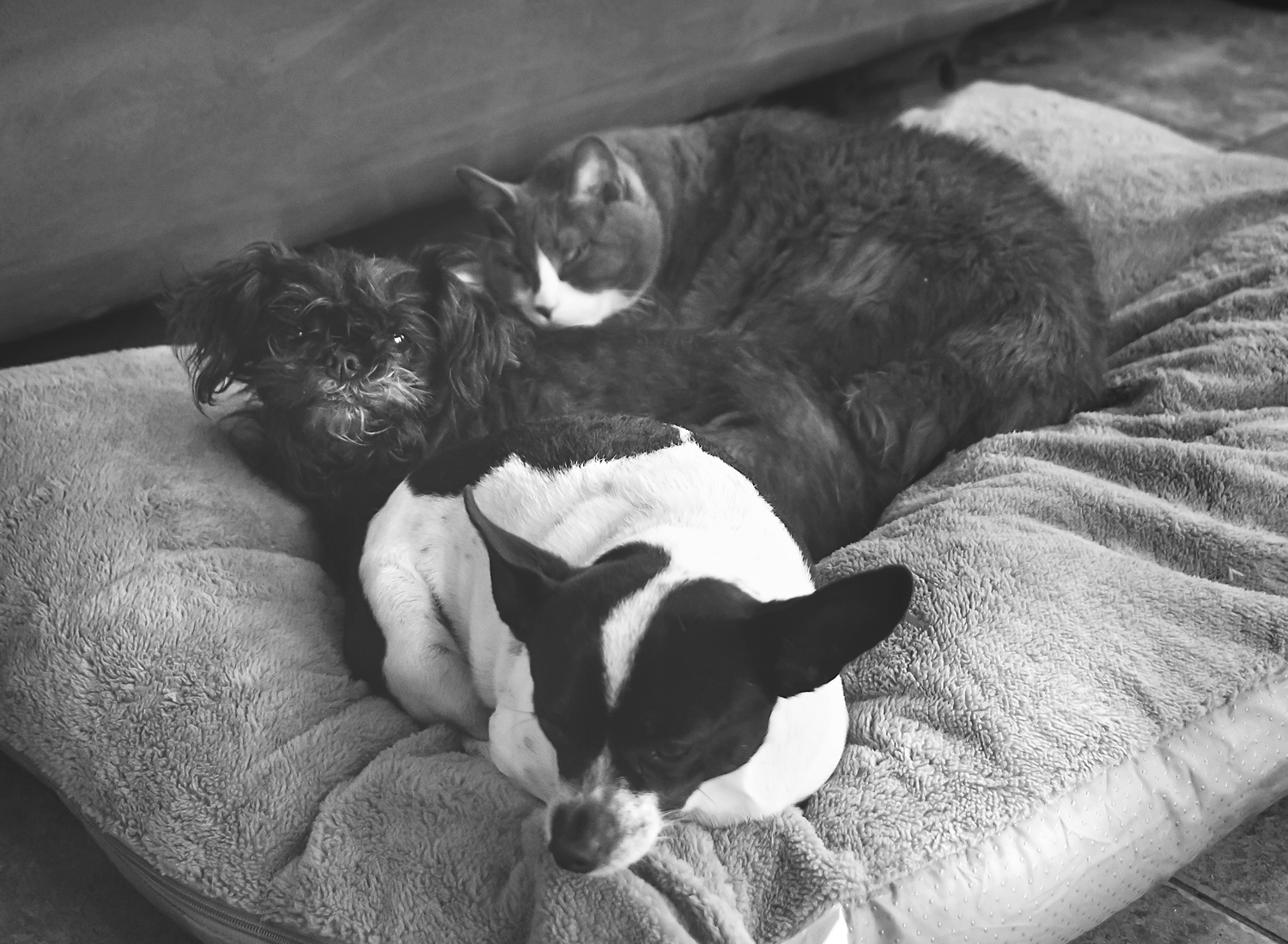 Since I don't have children yet (I'm working on it!), my fur babies have taken on the role, and these three have stolen poor Nina's new dog bed. 
