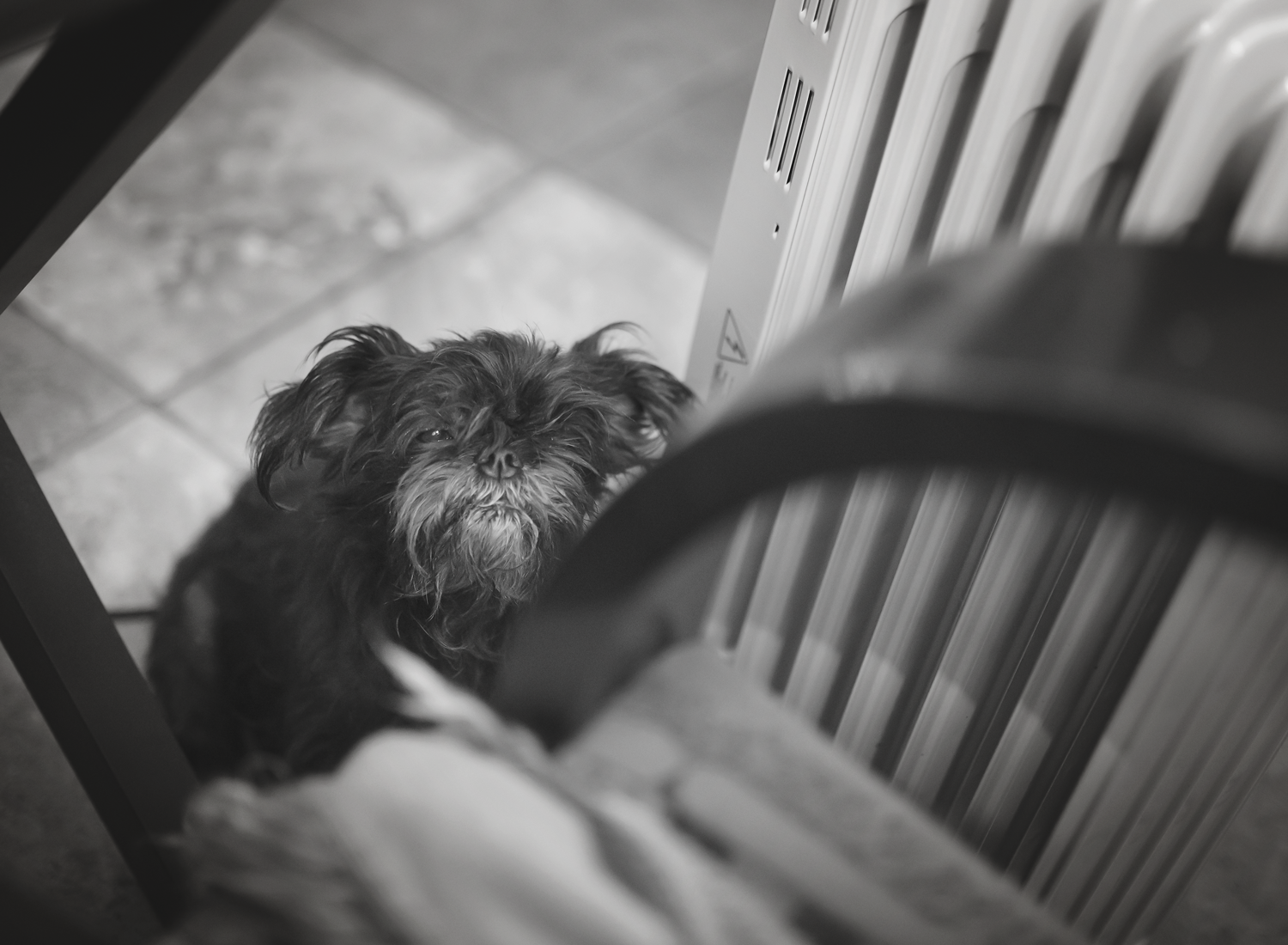 Poor Scrappy is still freezing. She has taken permanent residence next to my oil radiator. 
