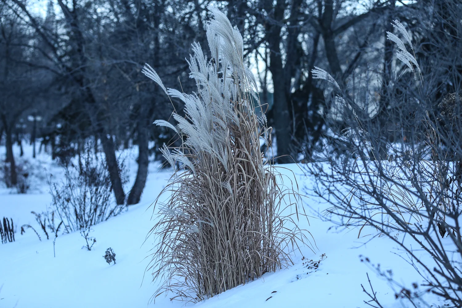 winnipeg_alex-1.jpg