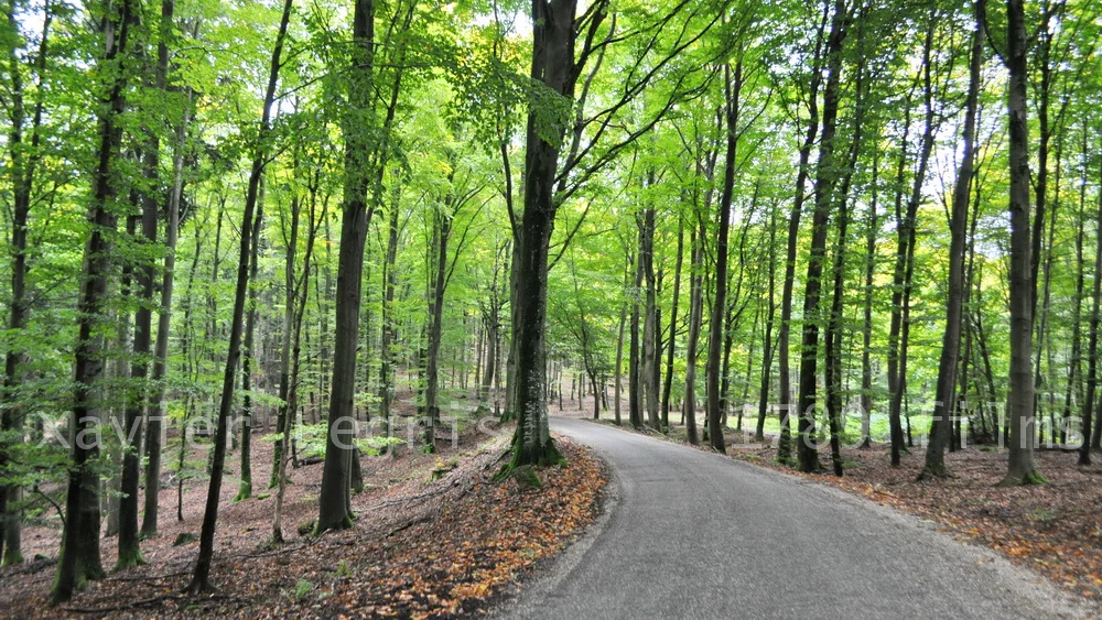 Forest Road Location Scout  NA.JPG