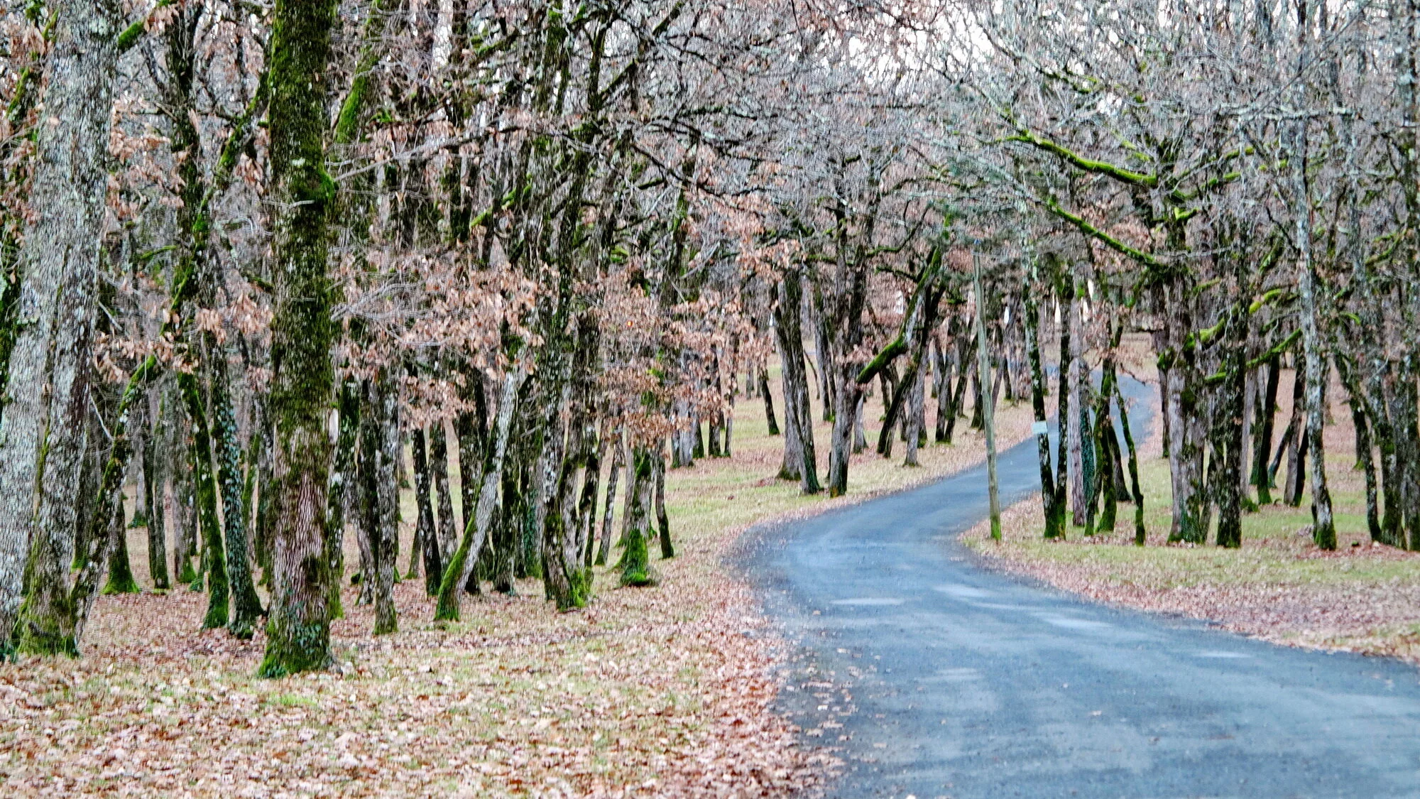 IMG_8418 MDF2000.JPG