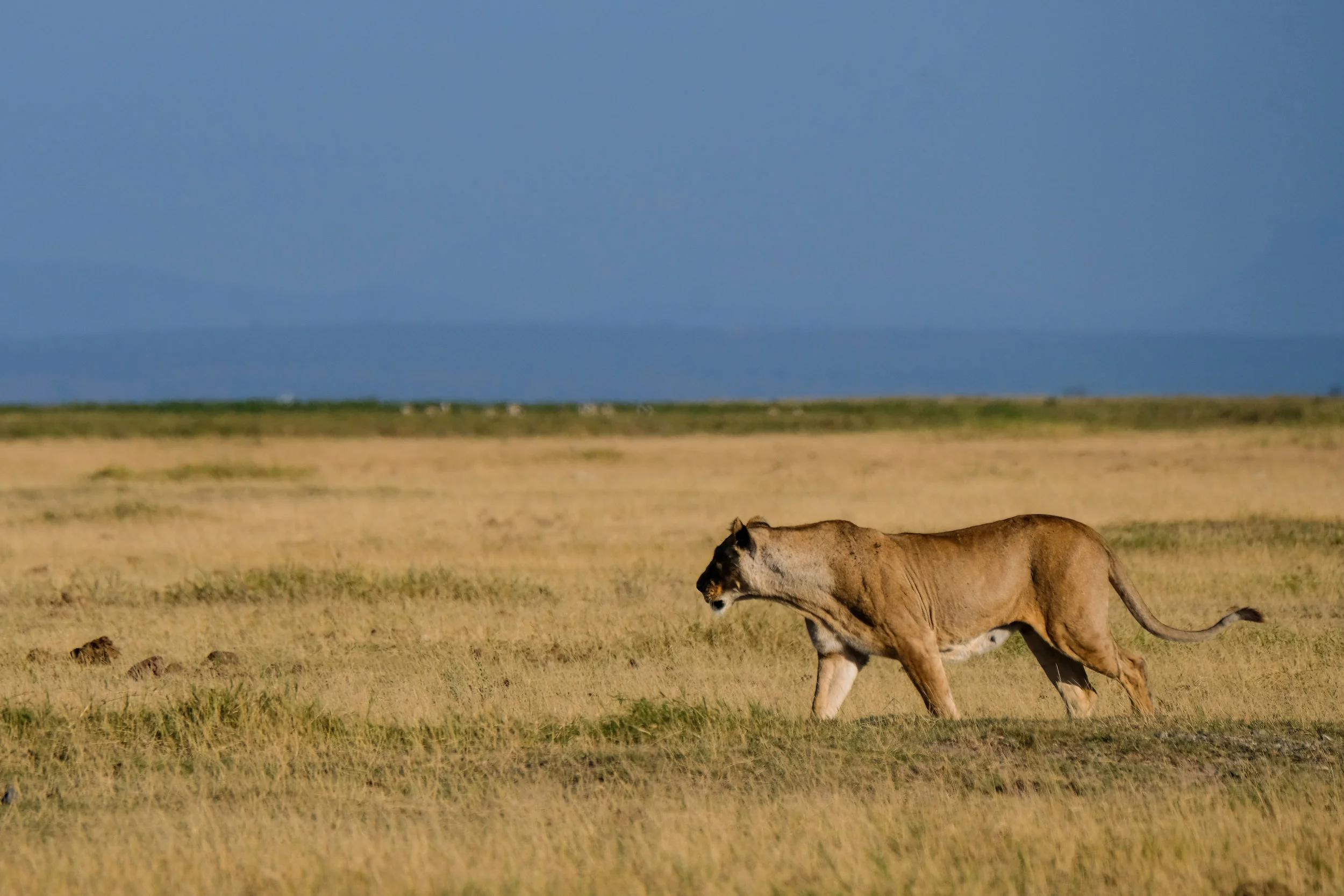 DSCF6185.jpg