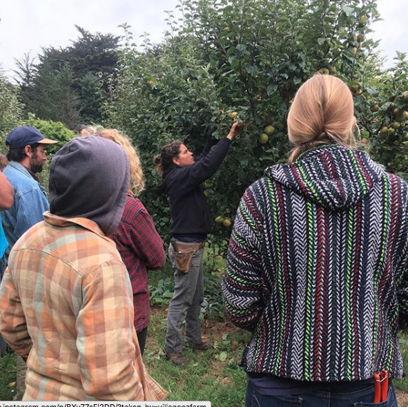 Summer Pruning 2018
