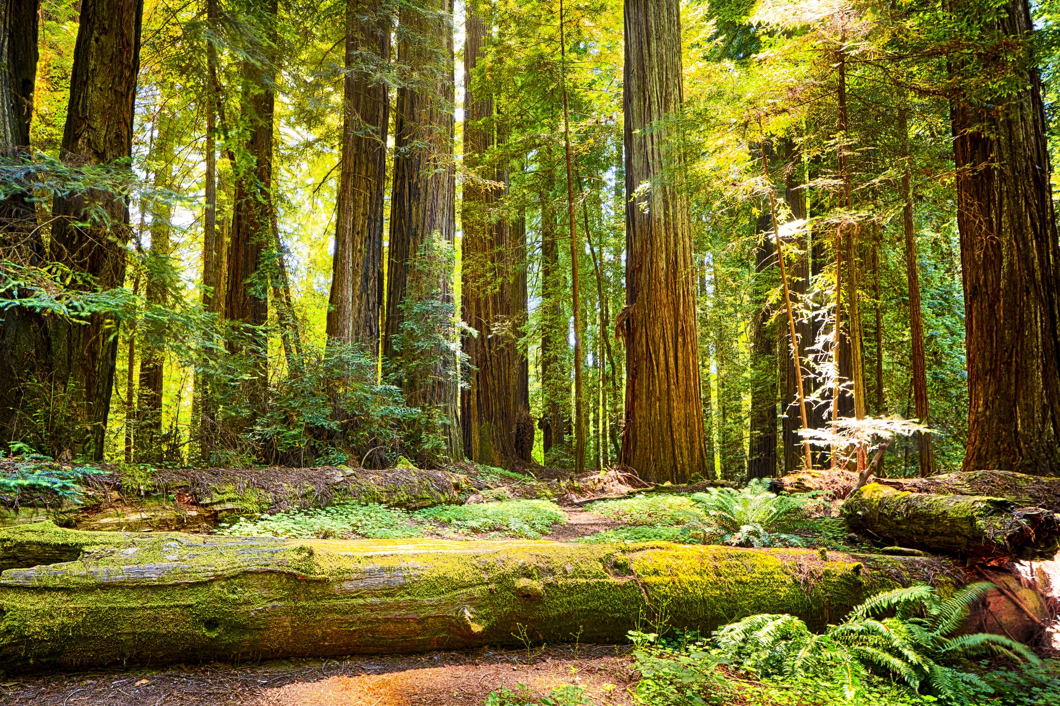 Natural Ecology of the Mendocino Coast 