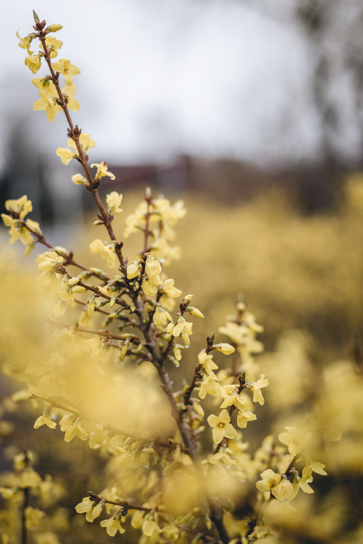 yellow flowers