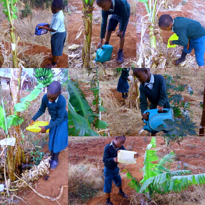 Establish a school farm