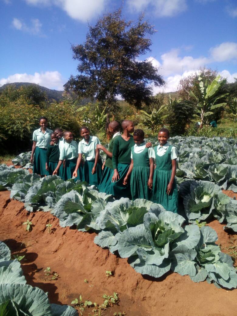 Some of the girls in P4, 5,6 and 7 inspecting the school cabbages