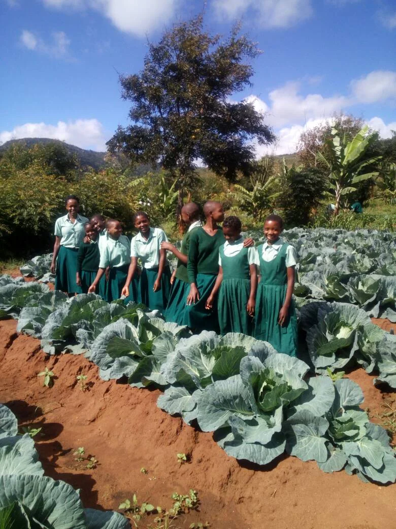 Some of the girls in P4, 5,6 and 7 inspecting the school cabbages