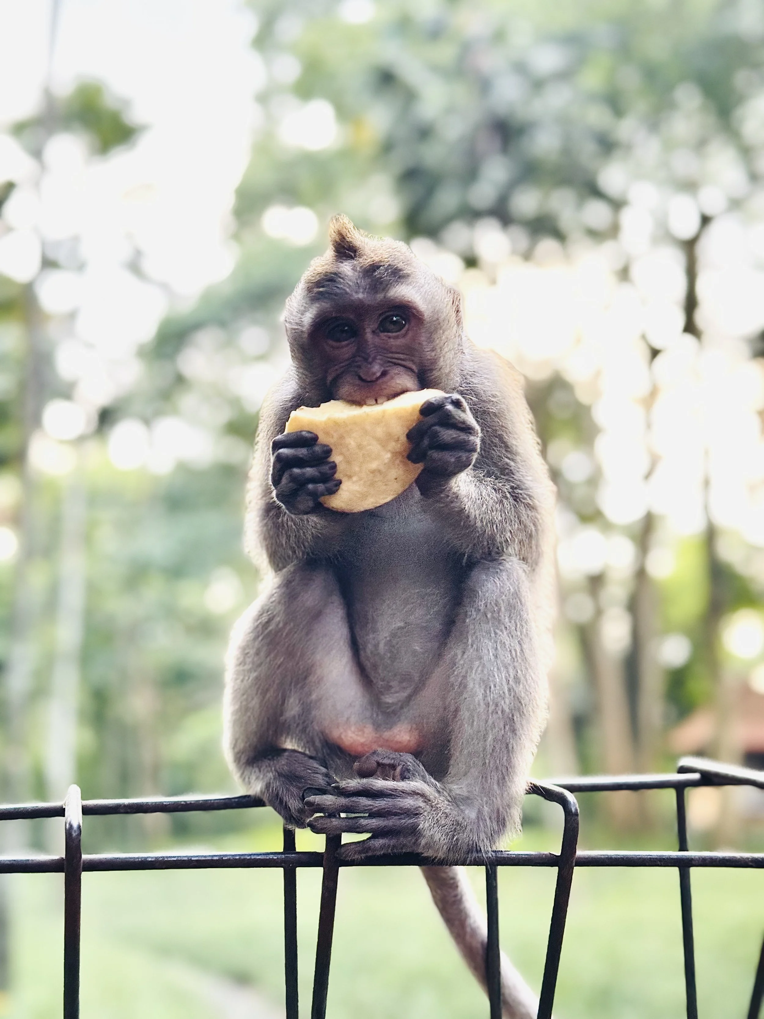 Monkey eating food