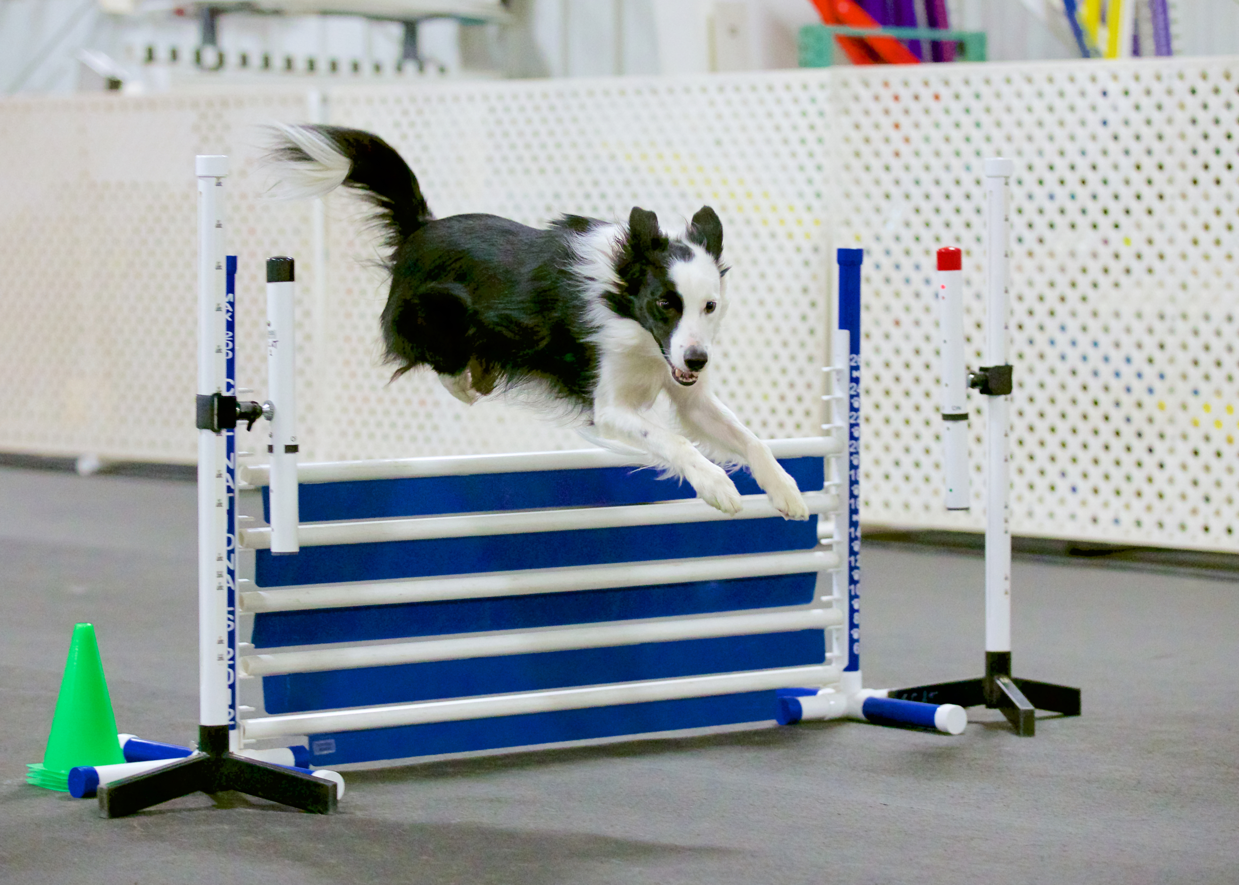 akc dog agility