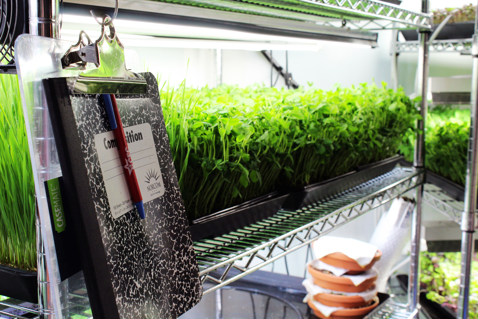 Microgreens, the king of urban agriculture. Ackley says it's important to keep track of the microgreen planting schedule.(Photo by Robin Dienel.)
