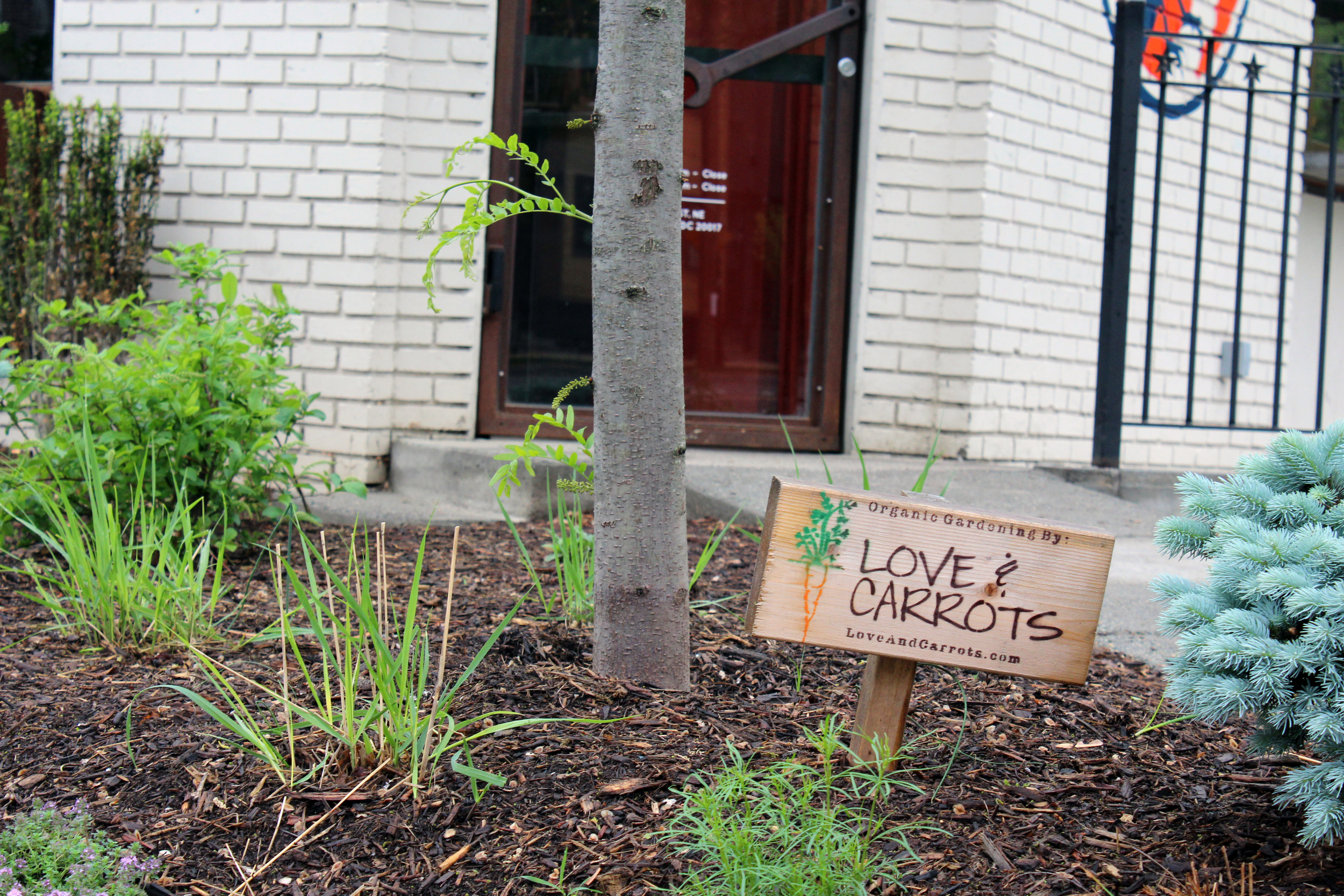The Love and Carrots sign stands amongst its urban garden installed outside of Brookland's Finest in northeast D.C. (Photo by Robin Dienel.)
