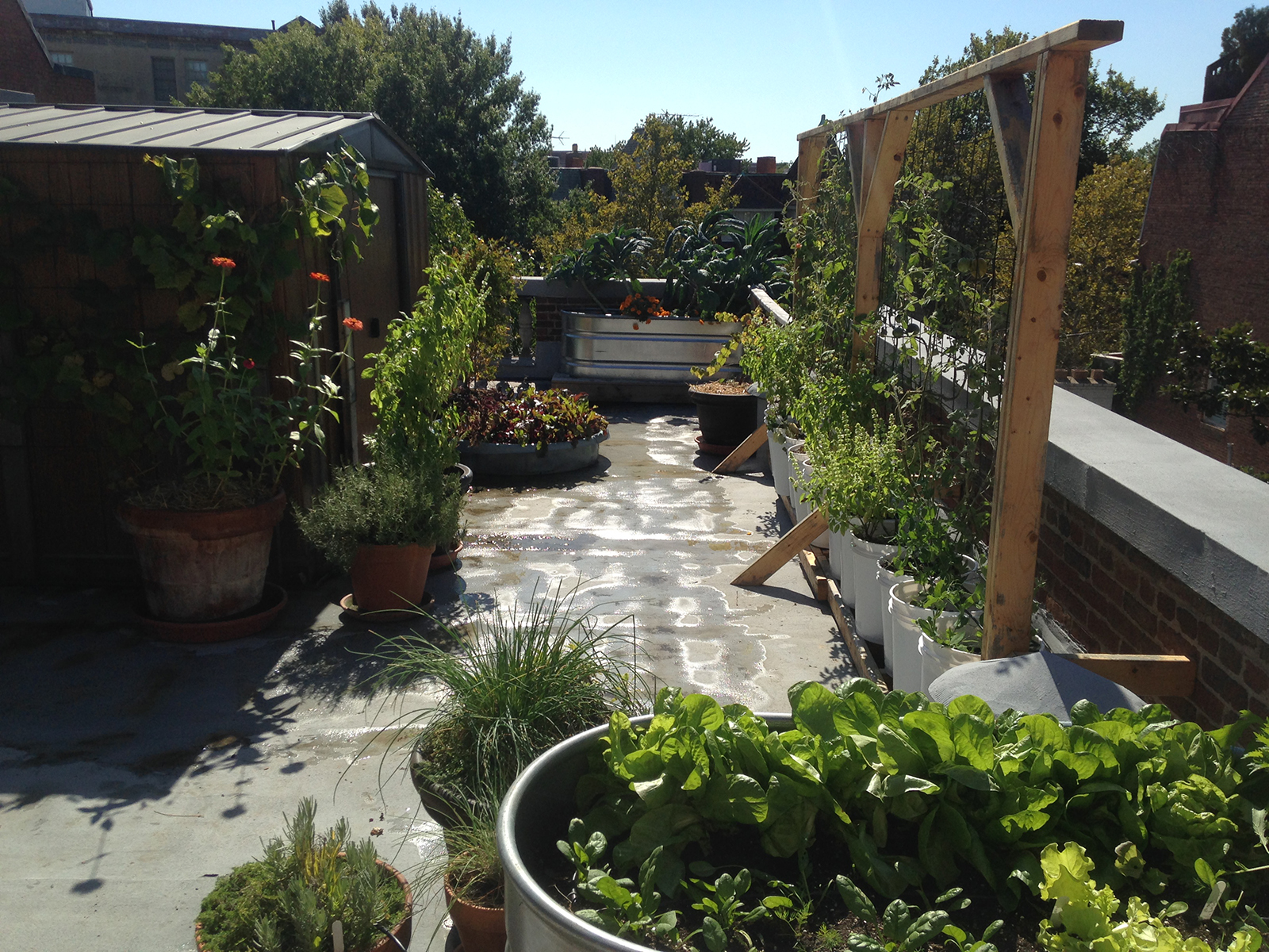 A rooftop garden in Dupont Circle installed by Love & carrots. (Photo courtesy of Meredith Sheperd).