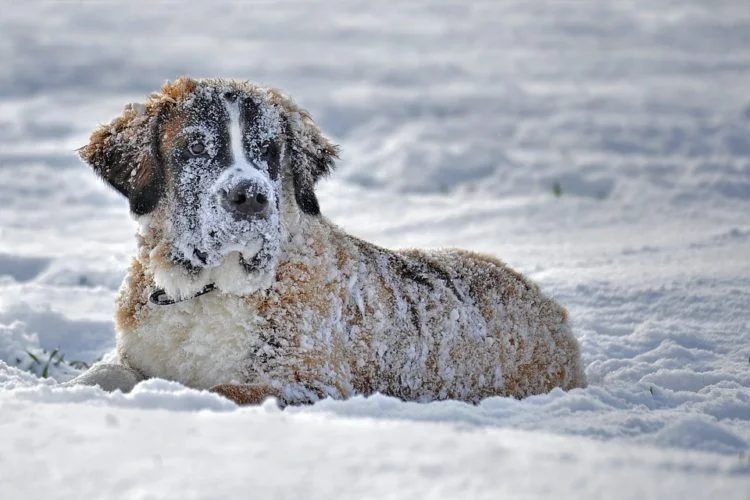 snow-1136225_960_720-750x500.jpg