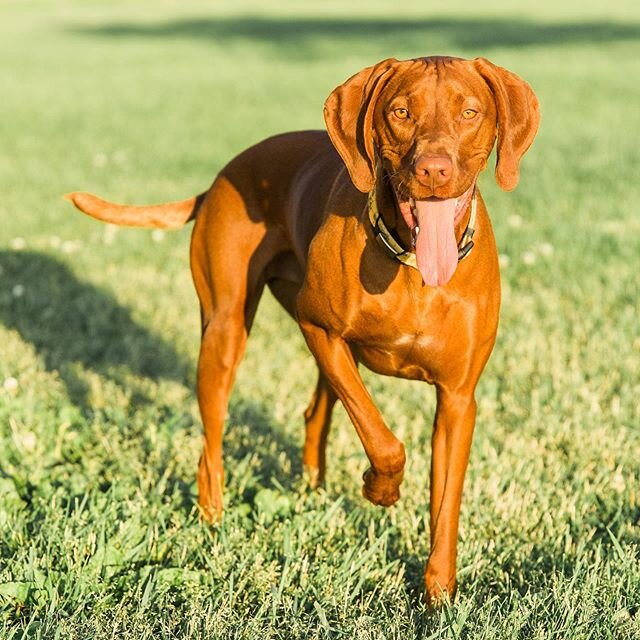 Nacho and I had a photoshoot 🐾

#nachovizsla
#redrivervizslas
#vezetovizslas
#caponeskiddos 
#vizsla
#birddogsofinstagram 
#wildfridaynight