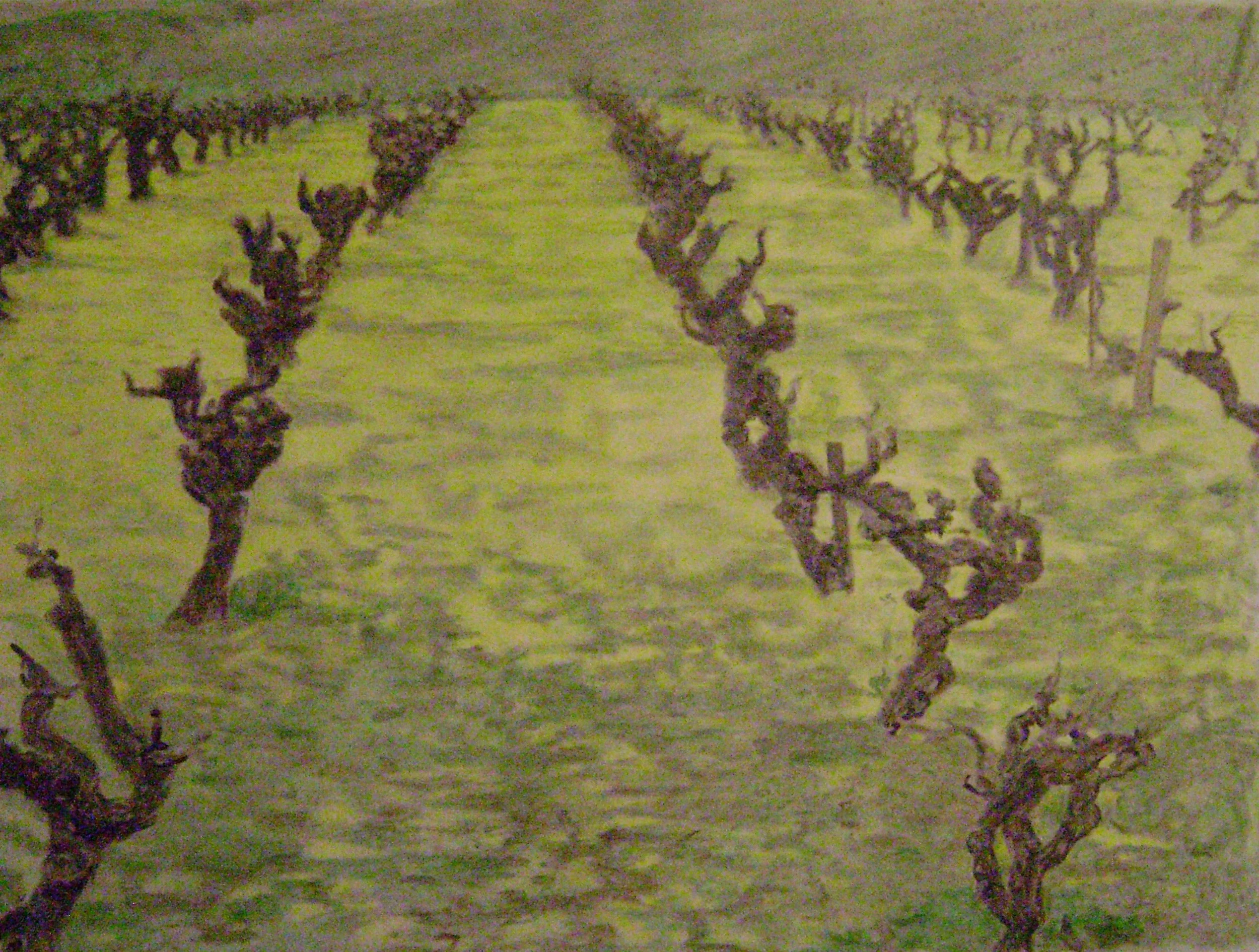 Vignes en fleurs