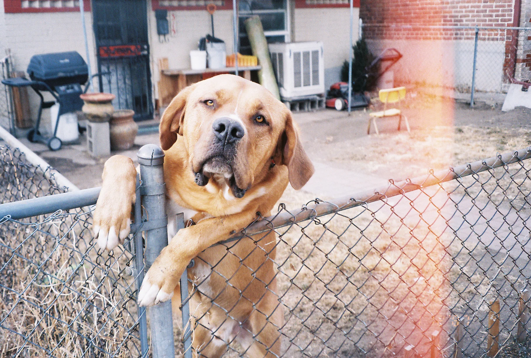 Film: Goliath the doggo