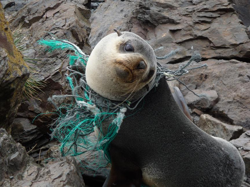 rs9607_seal_plastic_ewanedwards_theclippertonproject_fpwc_media_use_ok-scr.jpg