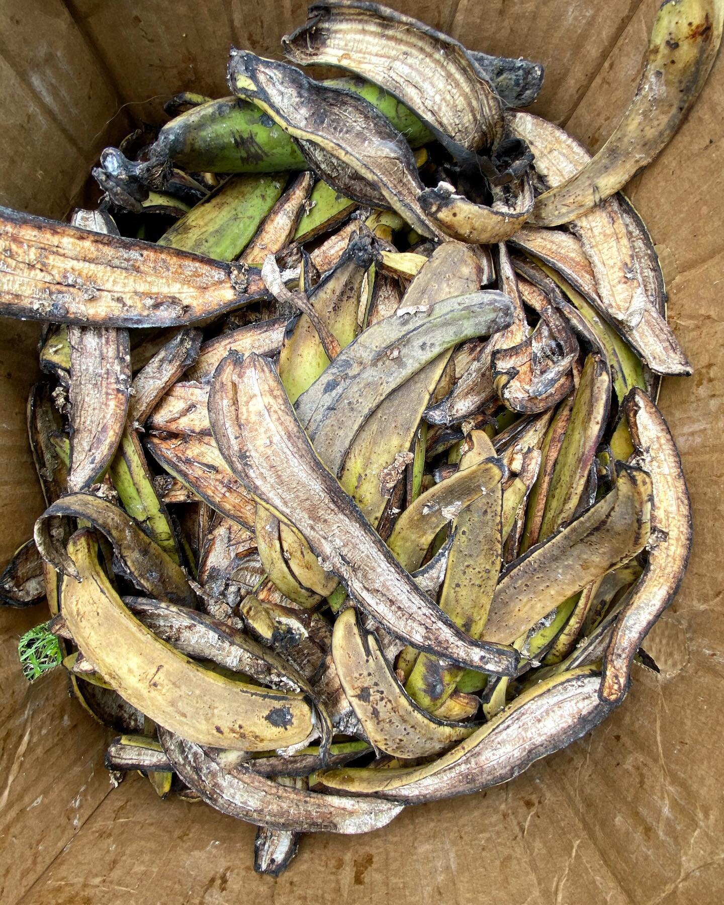 Last week we received a large delivery of raw material thanks to @mdolores___ ! We are currently processing this local plantain waste in order to transform it into the sustainable plantain and coffee waste material that we use to design our products.