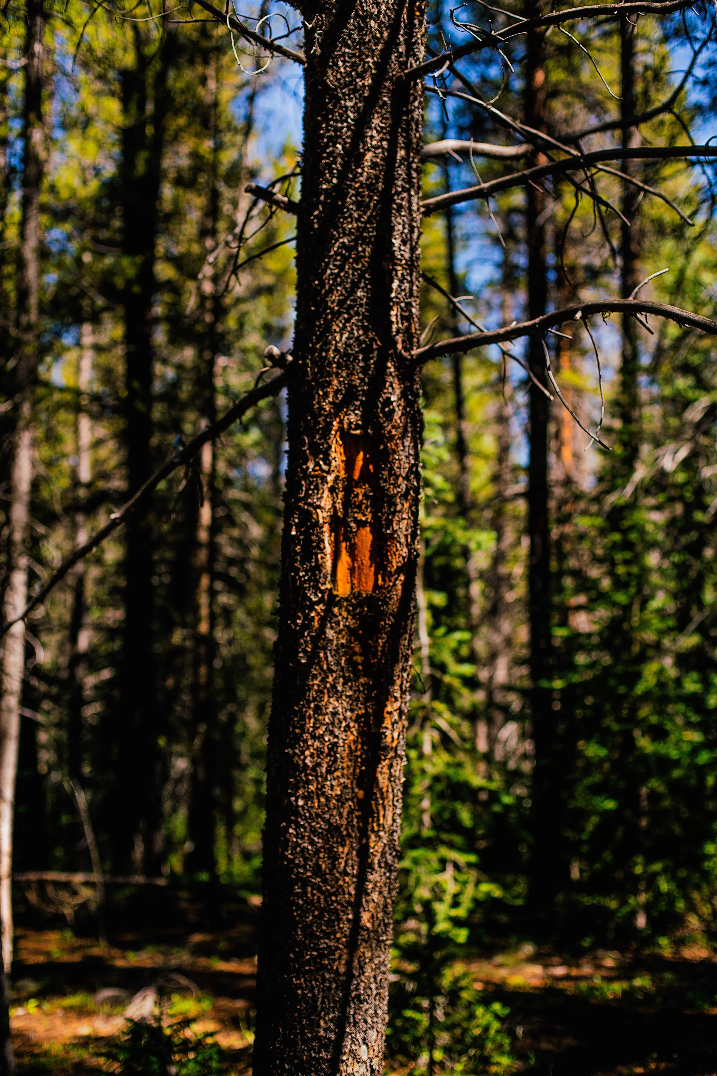 DSC05213_CC.jpg