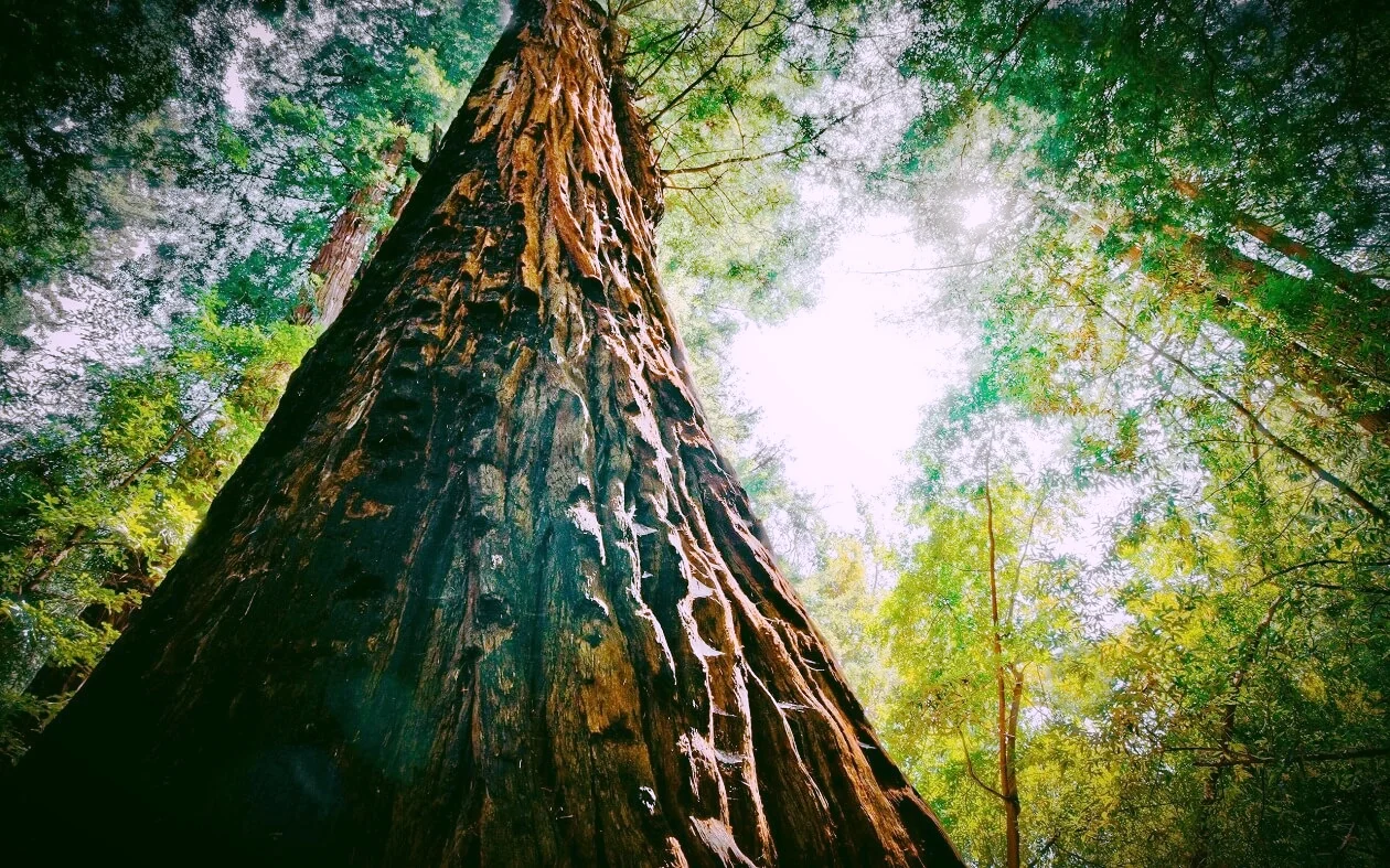1230 tree website.jpg