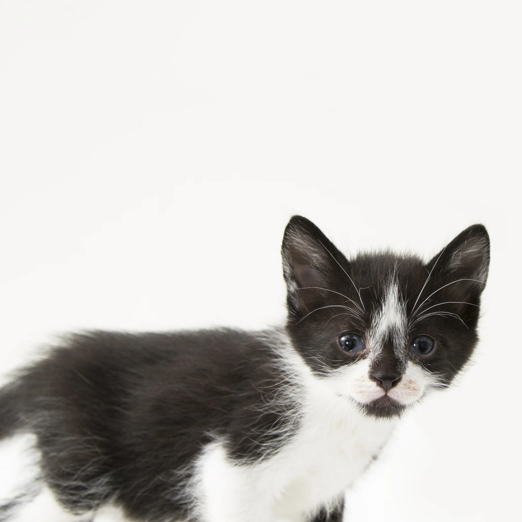 kittnesq.jpg