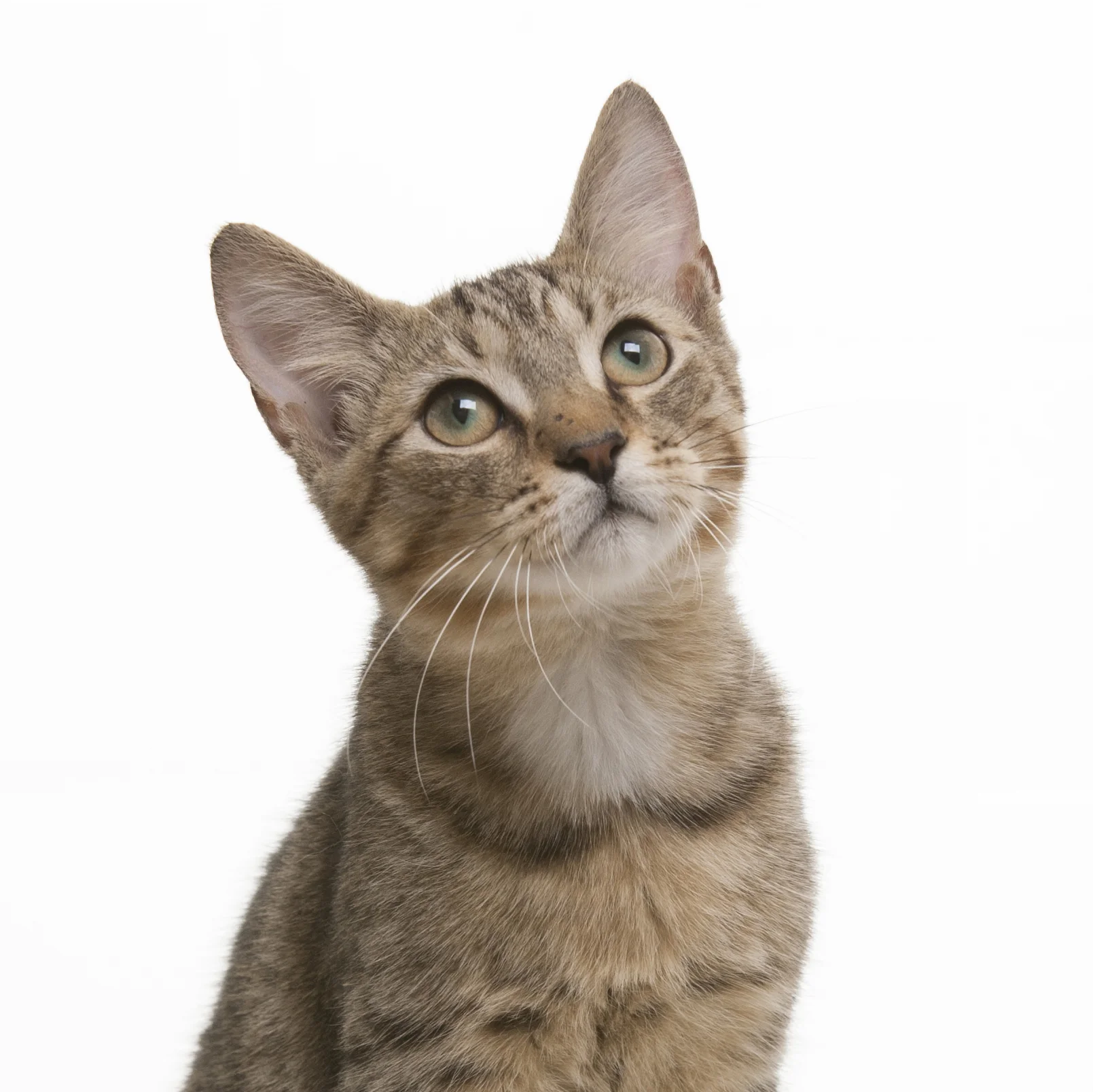 kitten 2.jpg