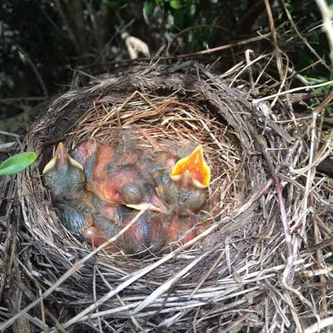 Life is the ultimate opportunity #karmic #karma #kindness #bird #nest #babybird #life #hope #wormsforlunch