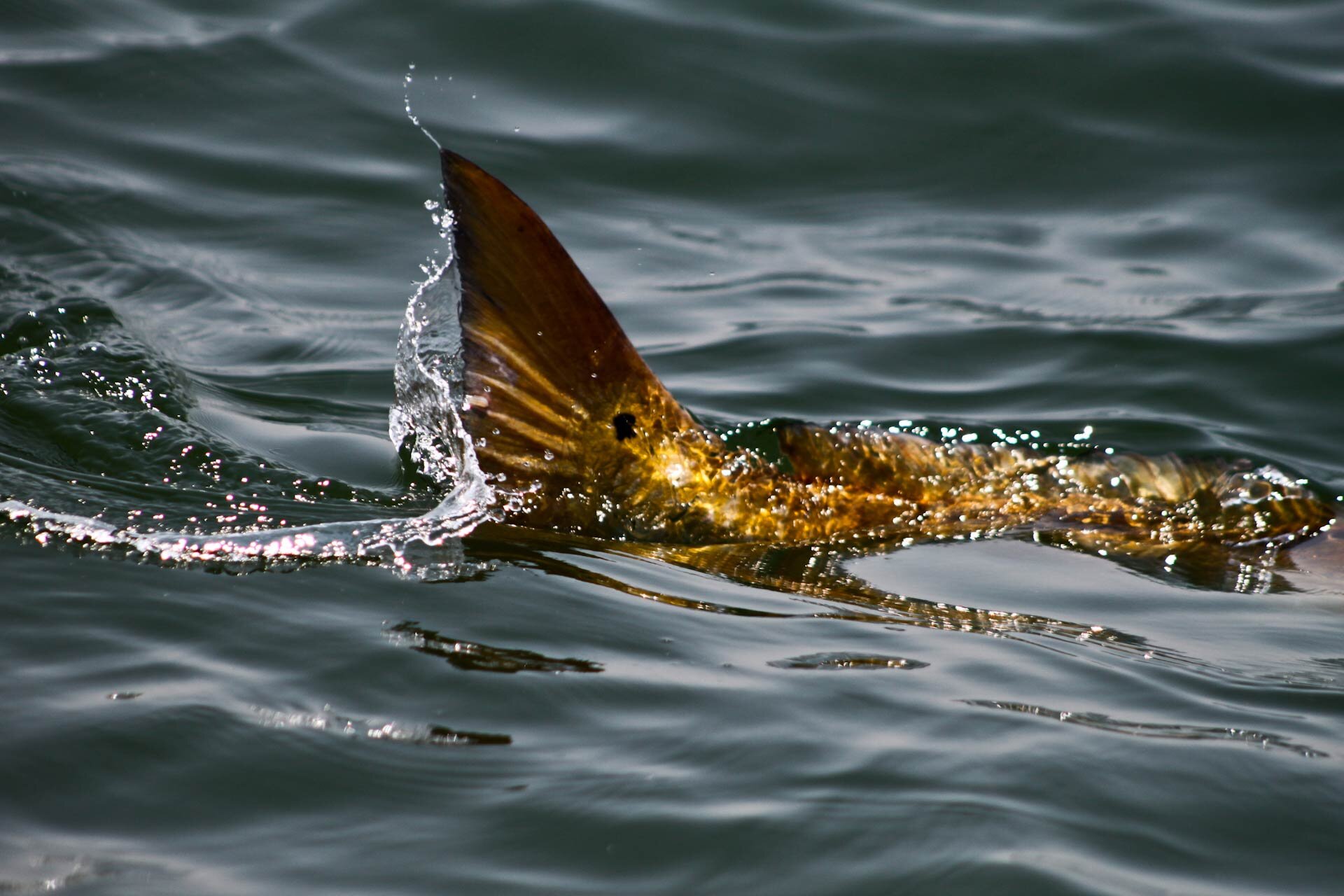 louisiana redfish charters.jpg