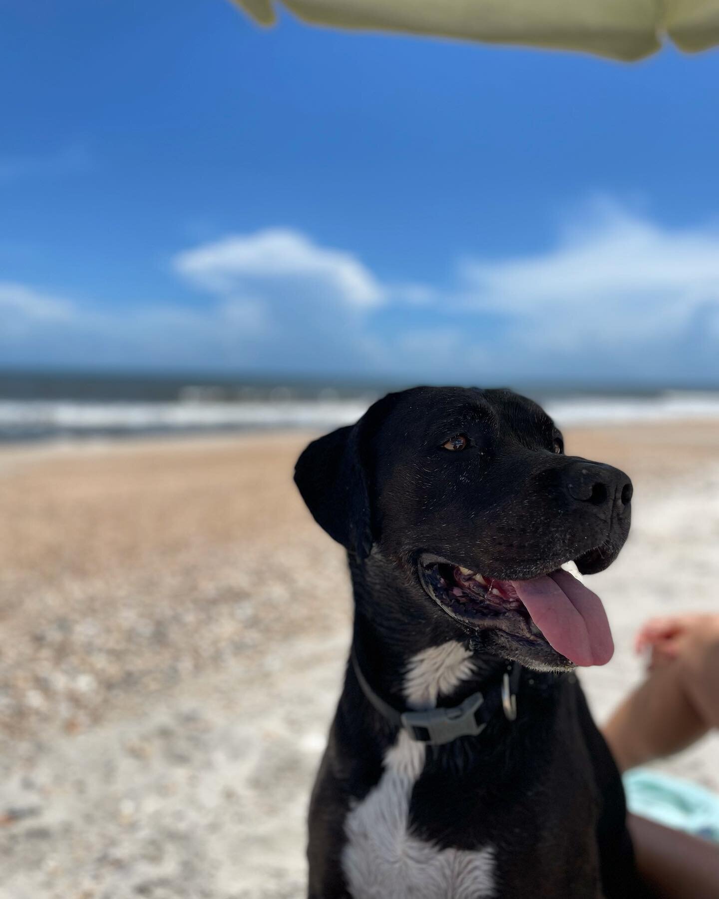 When Tank is not greeting you at NGO, you can find him here 🏖
#tankshappyplace #beachdog #shopdog #pontevedrabeach
