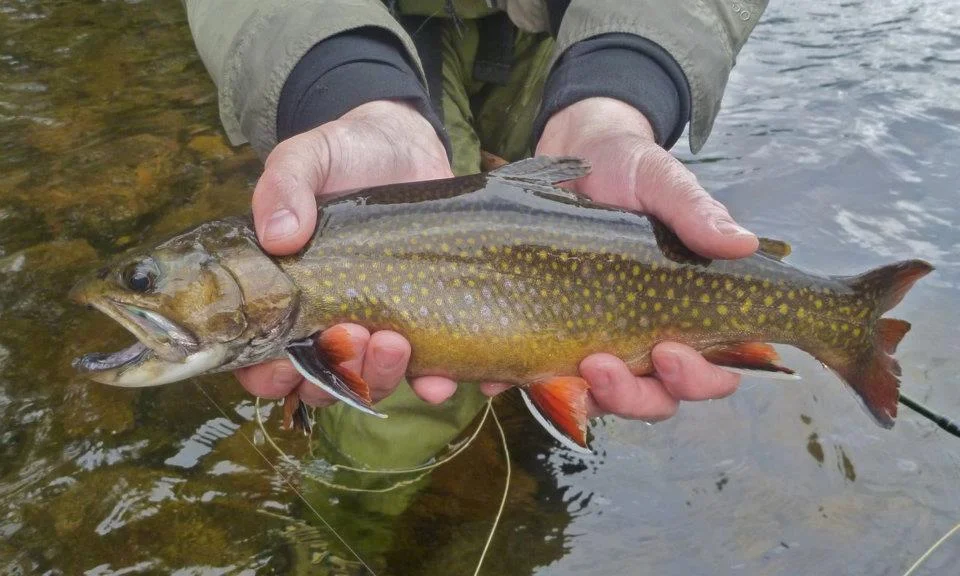 Rapid River Brook Trout