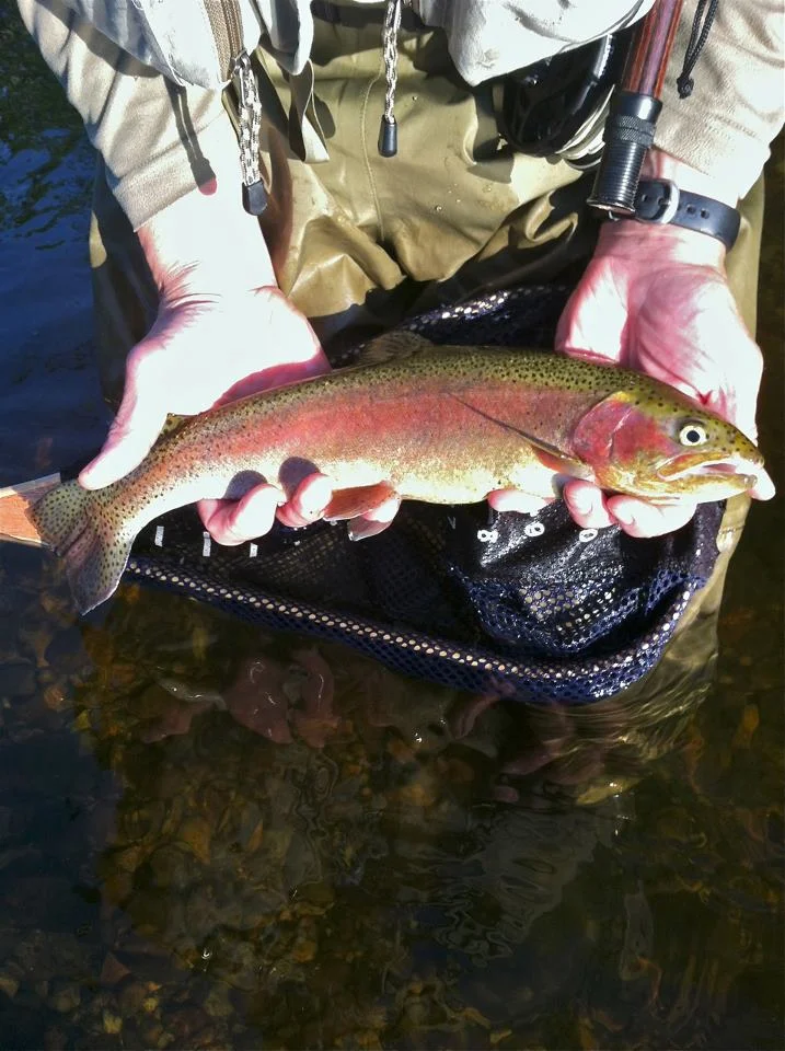 Androscoggin River Rainbow Trout
