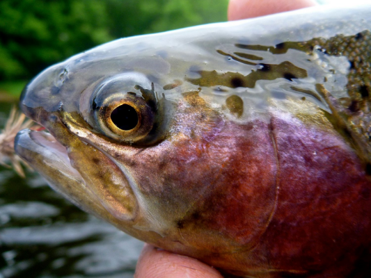 Trips- Trout The trout fishery on the Androscoggin River in the Gilead to West Bethel area provides the opportunity to catch rainbow, brown, and brook trout. The fishery is best from mid-May to July 1, and in September & October. In July and August the water temperatures rise to a level that are potentially harmful to fish that are hooked and trying to escape, so our guiding focus in these months is the lower Andro for smallmouth bass. This is a beautiful area of the state and a very scenic float for a half day experience. Cost- half day (approx.4 hours, morning or evening) 4 hours One person $200 Two people $300 
