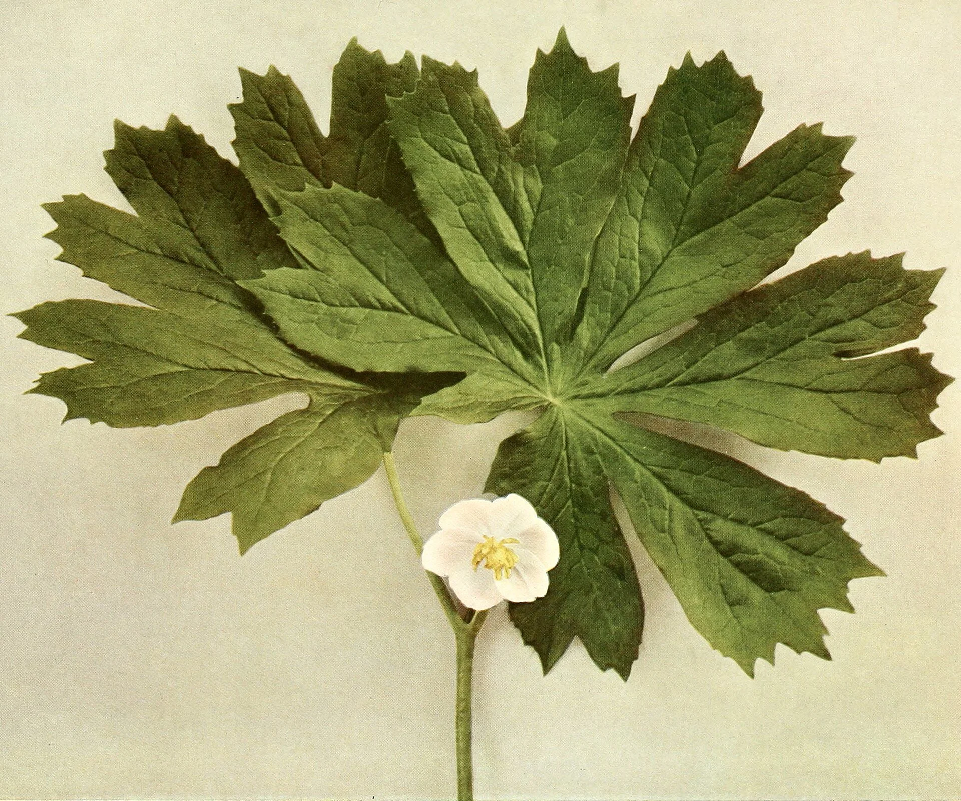 Podophyllum_peltatum_WFNY-076-6x5.jpg