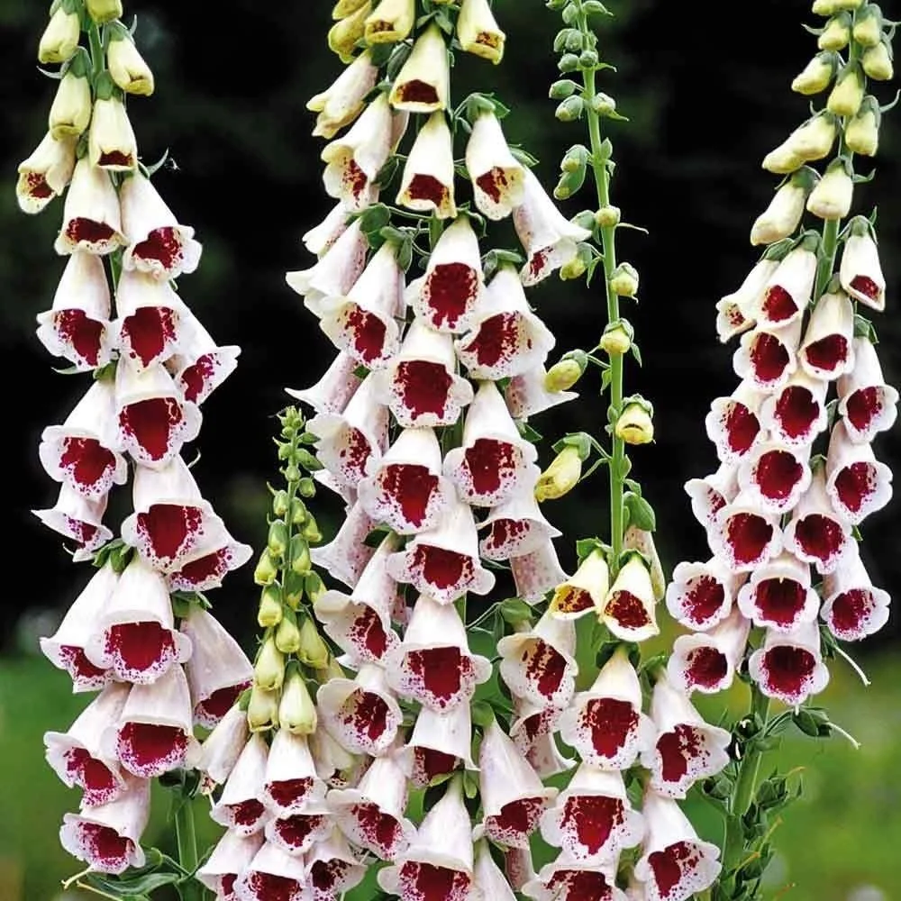 foxglove6.jpeg