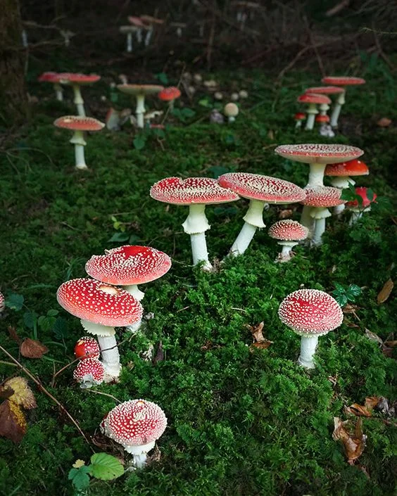 amanita muscaria