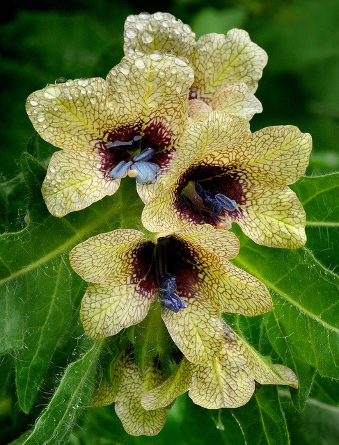 henbane