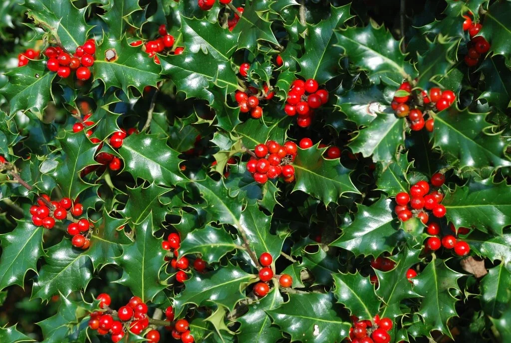 Poisonous Plant Medicine Level Two | Week One | Your Shamanic Lineage: Hearing the Voices of Our Plantcestors (Holly, Poke + Amanita Muscaria)