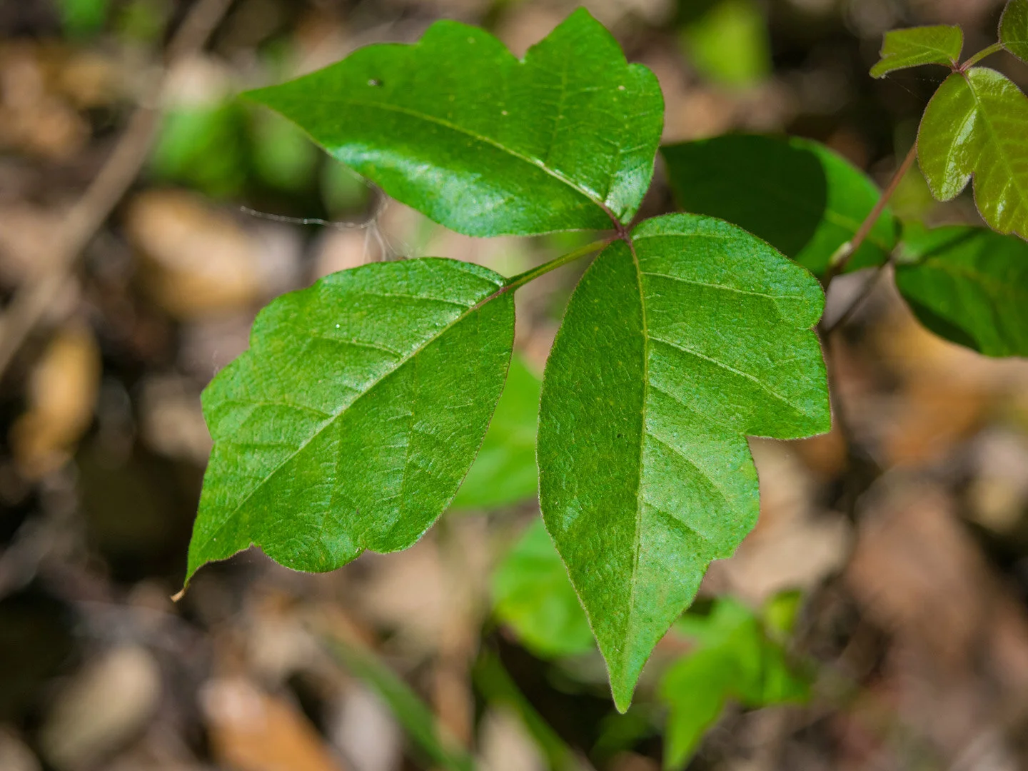 Poisonous Plant Medicine Level Two | Week Two | Transitioning Between Worlds: Fostering Healthy Boundaries & Psychic Hygiene (Poison Ivy, Giant Hogweed + Belladonna)