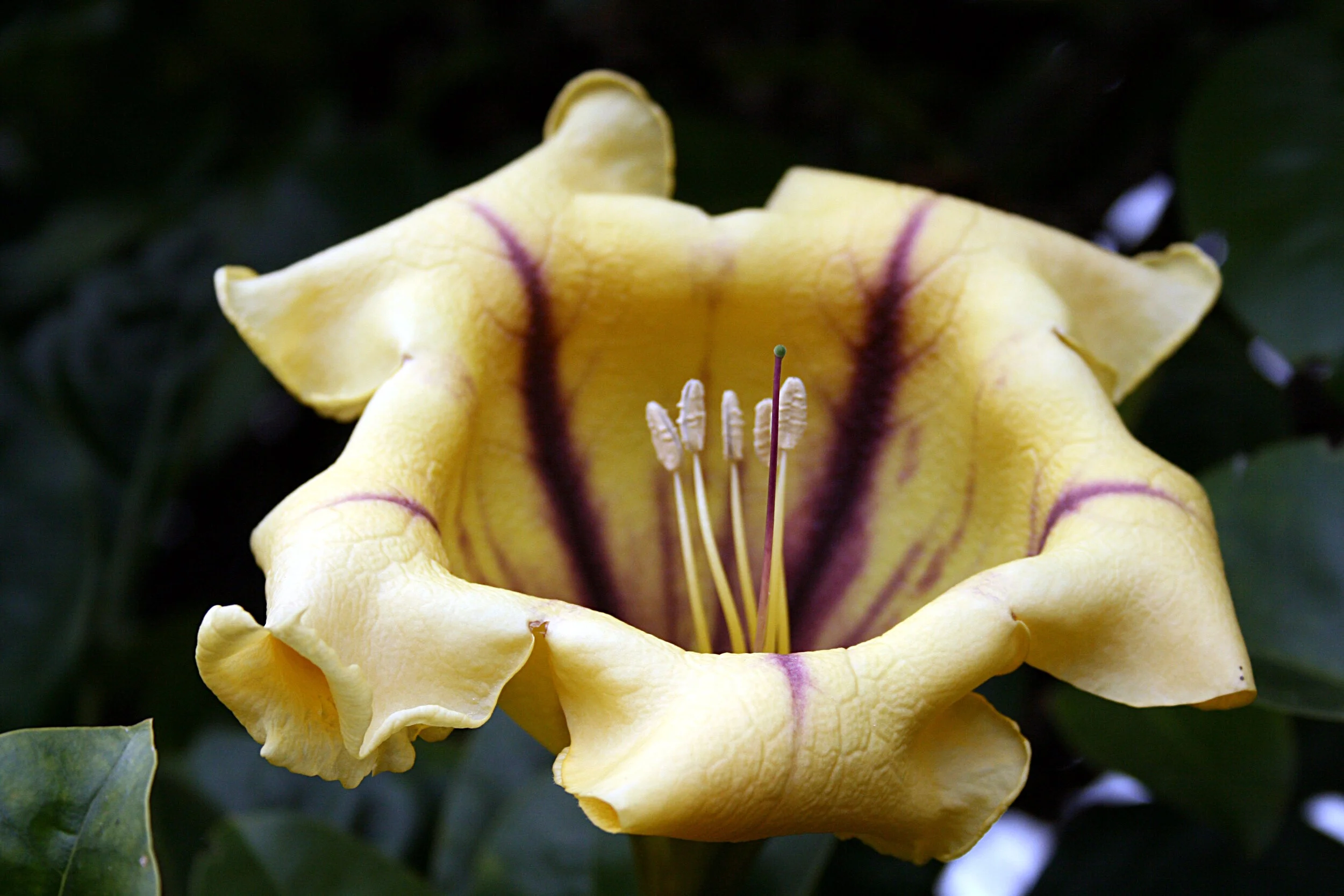 Poisonous Plant Medicine Level Two | Week Five | Diamond Clarity: Strengthening, Sharpening, & Clarifying Your Shamanic Plant Practices (Solandra + Datura)