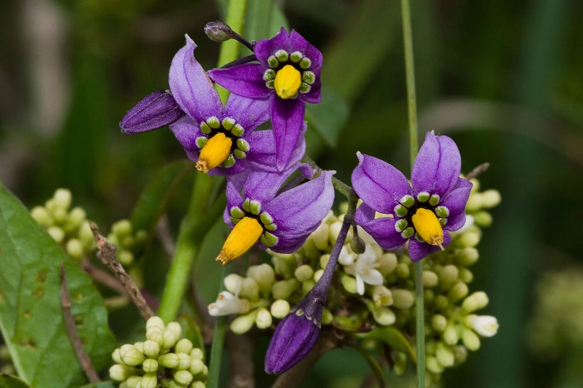 Poisonous Plant Medicine Level Two | Week Six | Embodying the Crone: Getting Comfortable with Inherent & Learned Wisdom (Bittersweet Nightshade + Hellebore)