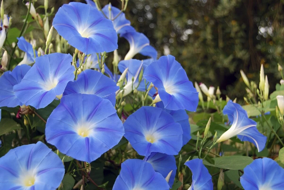 Poisonous Plant Medicine Level Three: Week Three | Turning On & Tuning Up (Morning Glory, Opium Poppy + Brugmansia) (Copy)