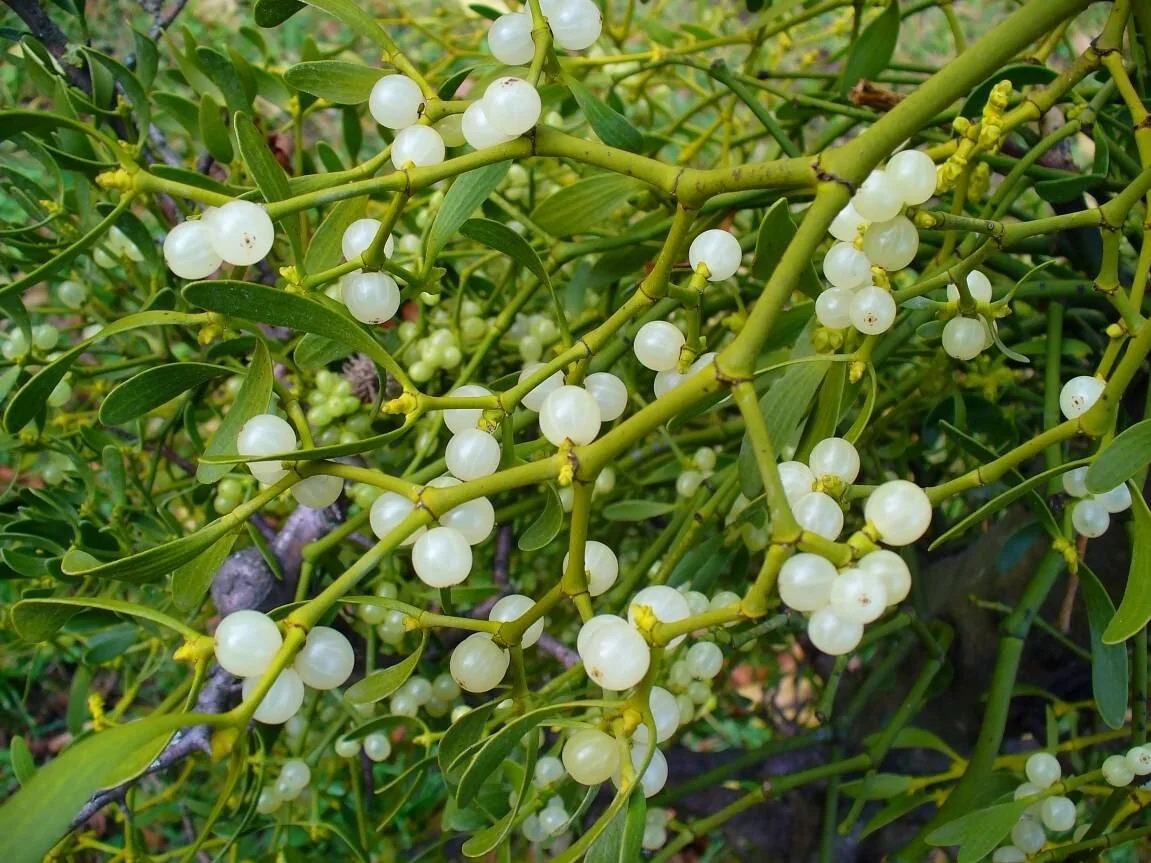 Poisonous Plant Medicine Level Three: Week Four | Greening the Winter (Mistletoe, Poinsettia + Holly)